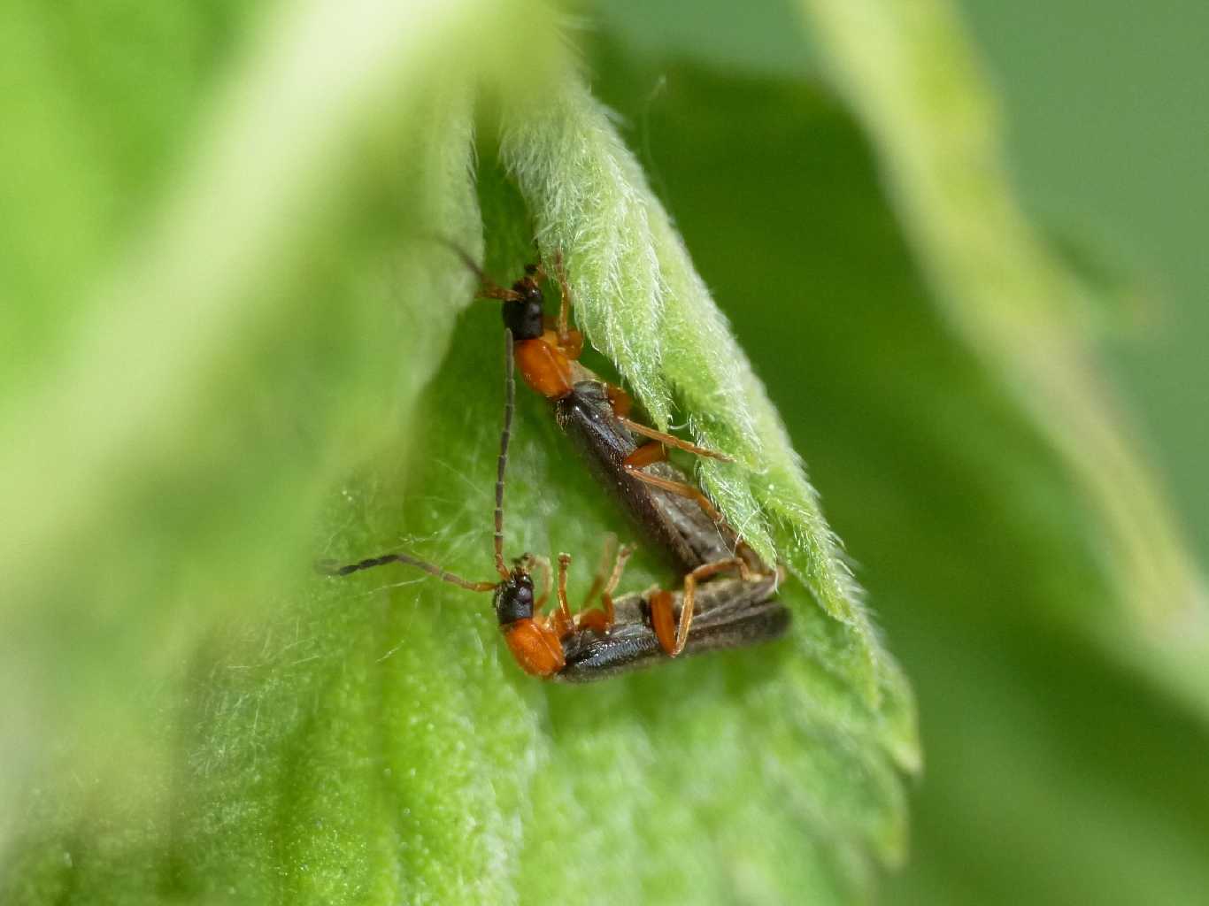 Piccola Cantharidae: Cratosilis cfr cravilabris